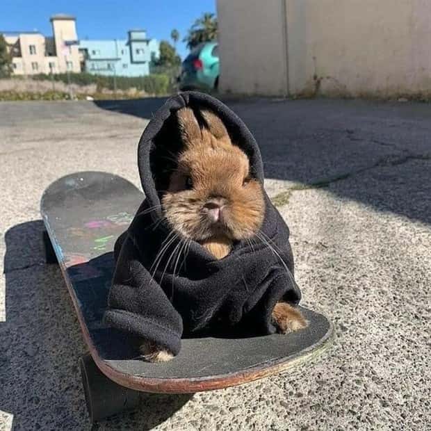 amusing pets animals 22 Get Ready for Funny Animals #336 (24 photos)