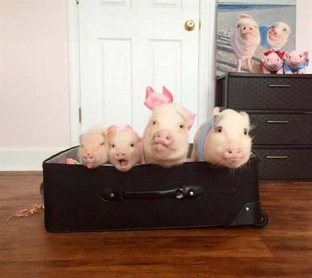 amusing pets animals 23 Get Ready for Funny Animals #336 (24 photos)