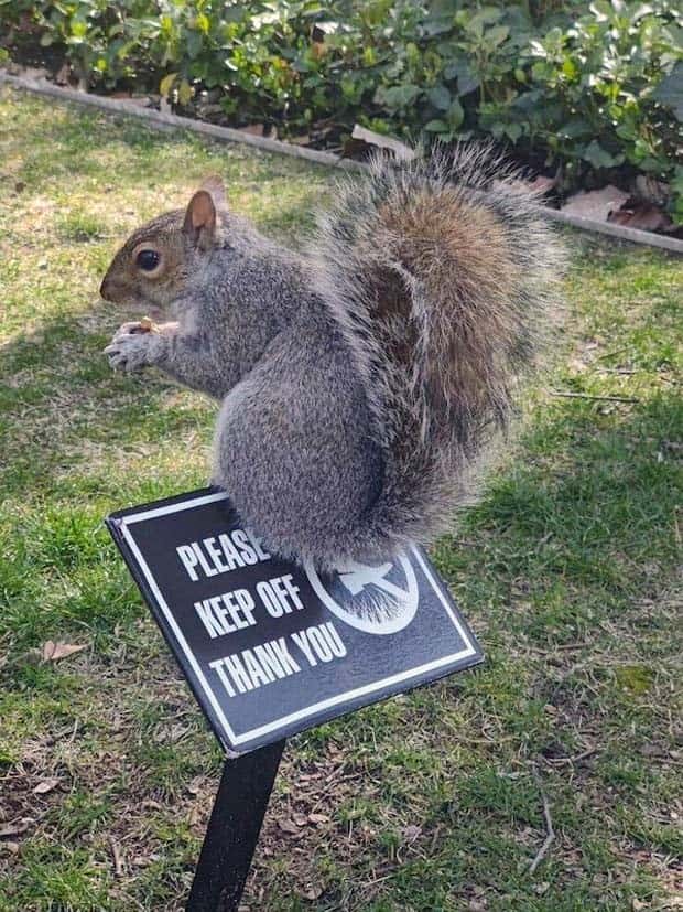 amusing pets animals 24 Get Ready for Funny Animals #336 (24 photos)