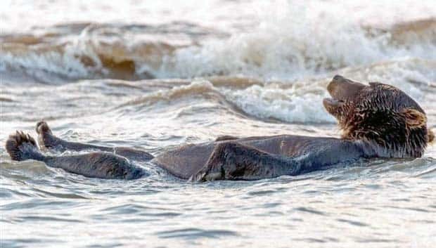 amusing pets animals 3 Get Ready for Funny Animals #336 (24 photos)