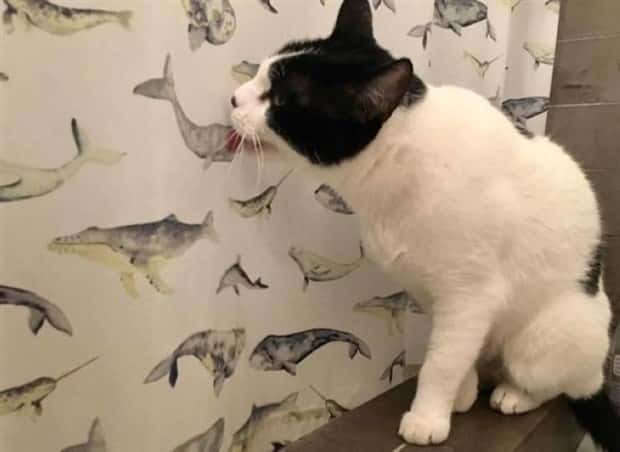 amusing pets animals 4 Get Ready for Funny Animals #336 (24 photos)