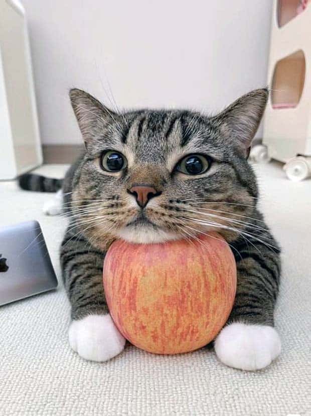 amusing pets animals 6 Get Ready for Funny Animals #336 (24 photos)