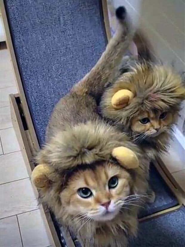 amusing pets animals 9 Get Ready for Funny Animals #336 (24 photos)