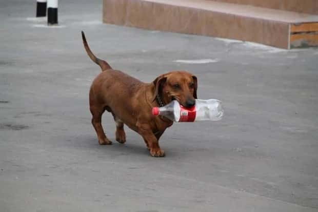 dogs carry things 10 Dogs Enjoy Helping People Carry Things (28 photos)