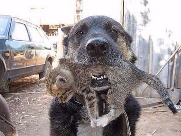 dogs carry things 11 Dogs Enjoy Helping People Carry Things (28 photos)