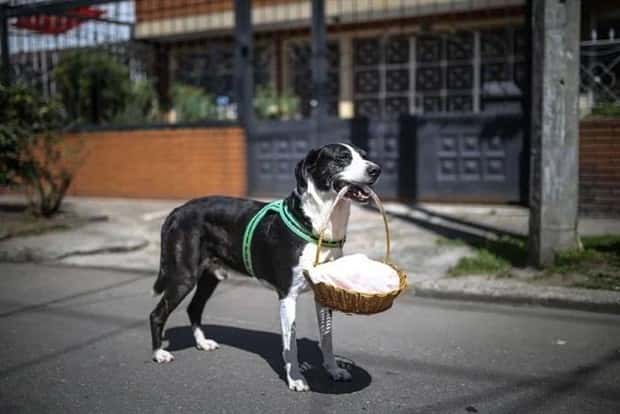 dogs carry things 12 Dogs Enjoy Helping People Carry Things (28 photos)