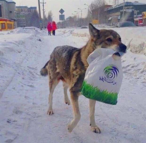 dogs carry things 13 Dogs Enjoy Helping People Carry Things (28 photos)