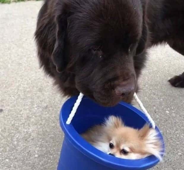 dogs carry things 14 Dogs Enjoy Helping People Carry Things (28 photos)
