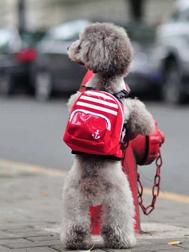 dogs carry things 15 Dogs Enjoy Helping People Carry Things (28 photos)