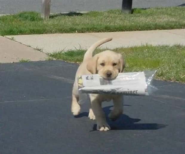 dogs carry things 16 Dogs Enjoy Helping People Carry Things (28 photos)