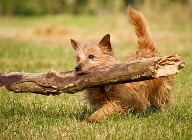 dogs carry things 17 Dogs Enjoy Helping People Carry Things (28 photos)
