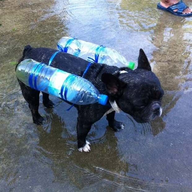 dogs carry things 18 Dogs Enjoy Helping People Carry Things (28 photos)