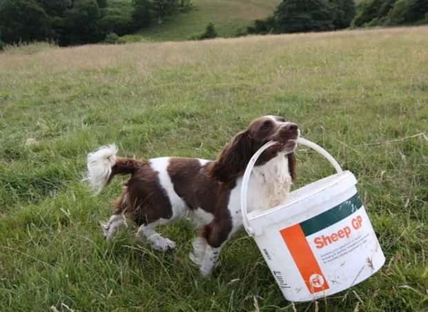 dogs carry things 19 Dogs Enjoy Helping People Carry Things (28 photos)