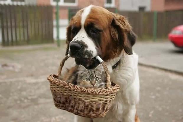 dogs carry things 2 Dogs Enjoy Helping People Carry Things (28 photos)