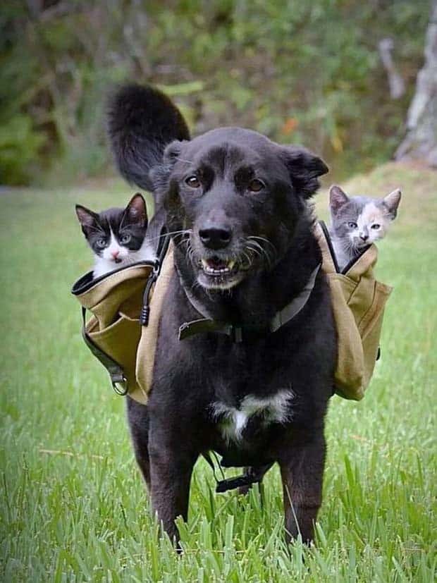 dogs carry things 20 Dogs Enjoy Helping People Carry Things (28 photos)