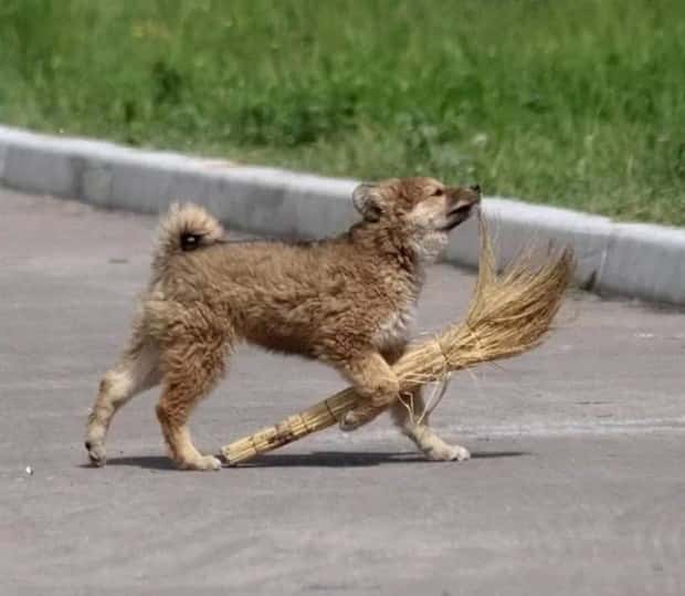 dogs carry things 21 Dogs Enjoy Helping People Carry Things (28 photos)