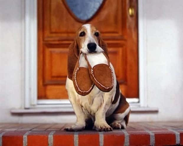 dogs carry things 22 Dogs Enjoy Helping People Carry Things (28 photos)