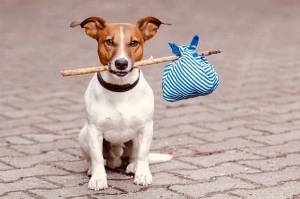 dogs carry things 24 Dogs Enjoy Helping People Carry Things (28 photos)
