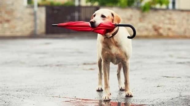 dogs carry things 25 Dogs Enjoy Helping People Carry Things (28 photos)