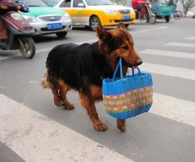 dogs carry things 26 Dogs Enjoy Helping People Carry Things (28 photos)