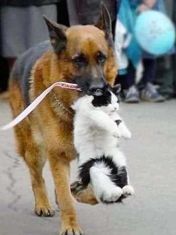 dogs carry things 27 Dogs Enjoy Helping People Carry Things (28 photos)