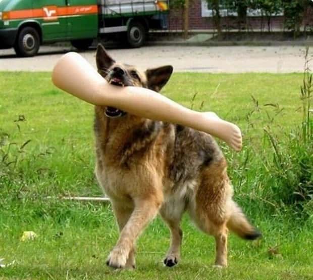dogs carry things 3 Dogs Enjoy Helping People Carry Things (28 photos)