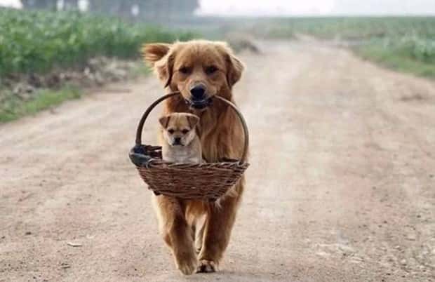 dogs carry things 4 Dogs Enjoy Helping People Carry Things (28 photos)