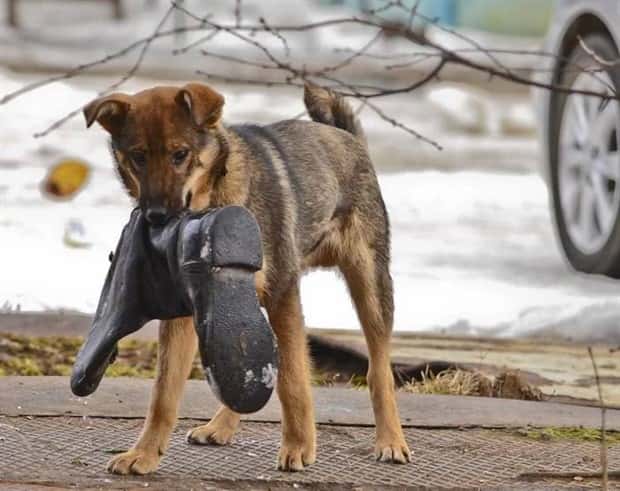 dogs carry things 5 Dogs Enjoy Helping People Carry Things (28 photos)