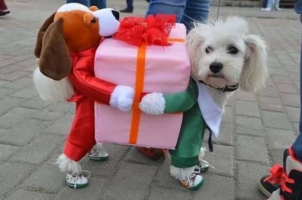 dogs carry things 6 Dogs Enjoy Helping People Carry Things (28 photos)