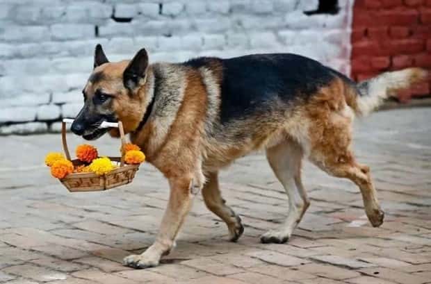 dogs carry things 7 Dogs Enjoy Helping People Carry Things (28 photos)