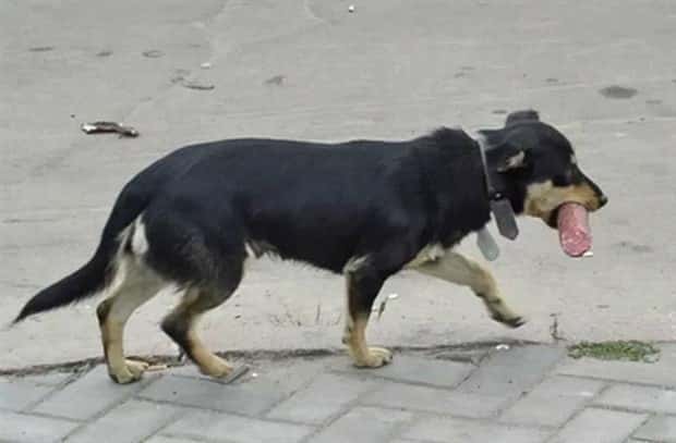 dogs carry things 8 Dogs Enjoy Helping People Carry Things (28 photos)