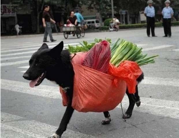 dogs carry things 9 Dogs Enjoy Helping People Carry Things (28 photos)