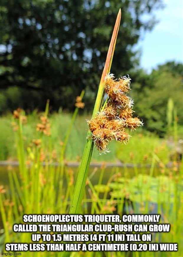 It’s Time for Some Cool and Interesting Facts #383 (30 photos)