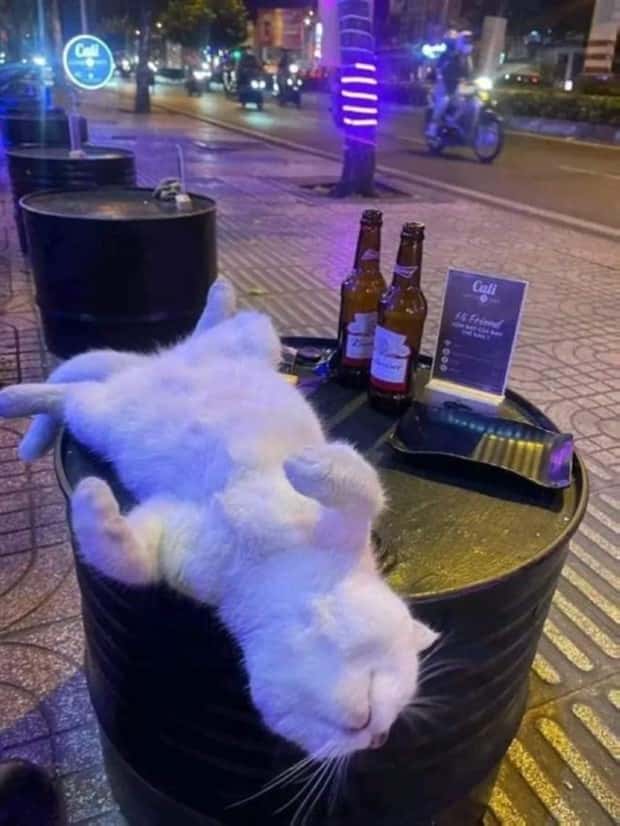 Get Ready for Funny Animals #339 (26 photos)