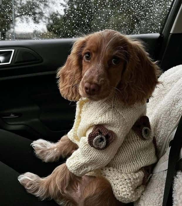 Get Ready for Funny Animals #339 (26 photos)