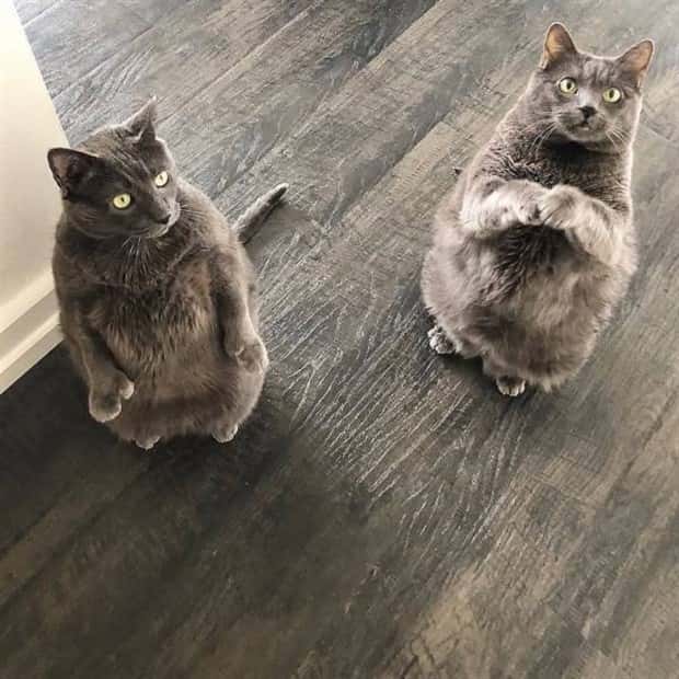 Get Ready for Funny Animals #338 (25 photos)