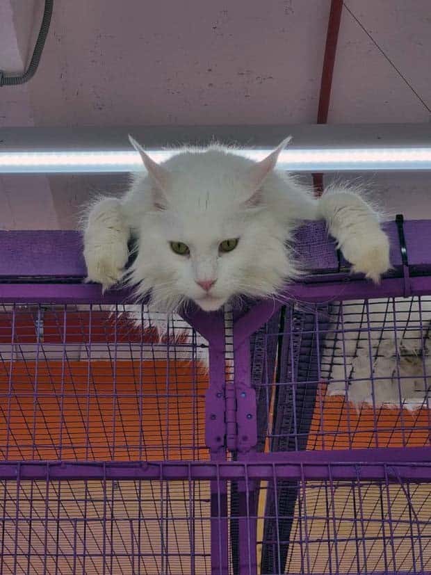 Get Ready for Funny Animals #339 (26 photos)