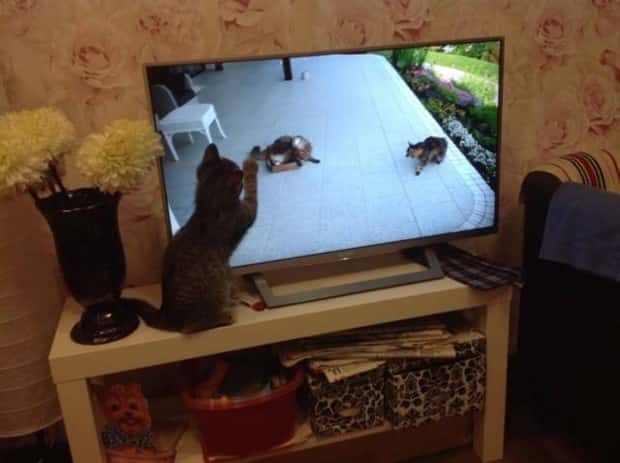 Get Ready for Funny Animals #338 (25 photos)