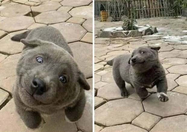 Get Ready for Funny Animals #337 (27 photos)