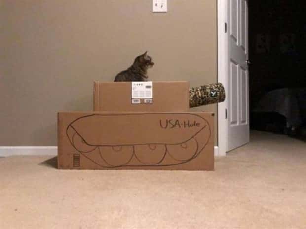 Get Ready for Funny Animals #338 (25 photos)