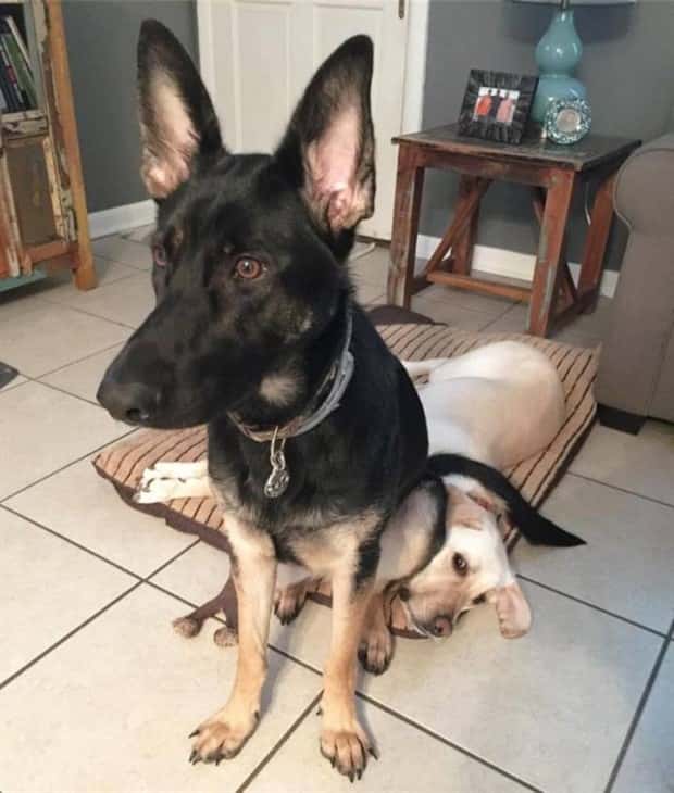 Get Ready for Funny Animals #338 (25 photos)