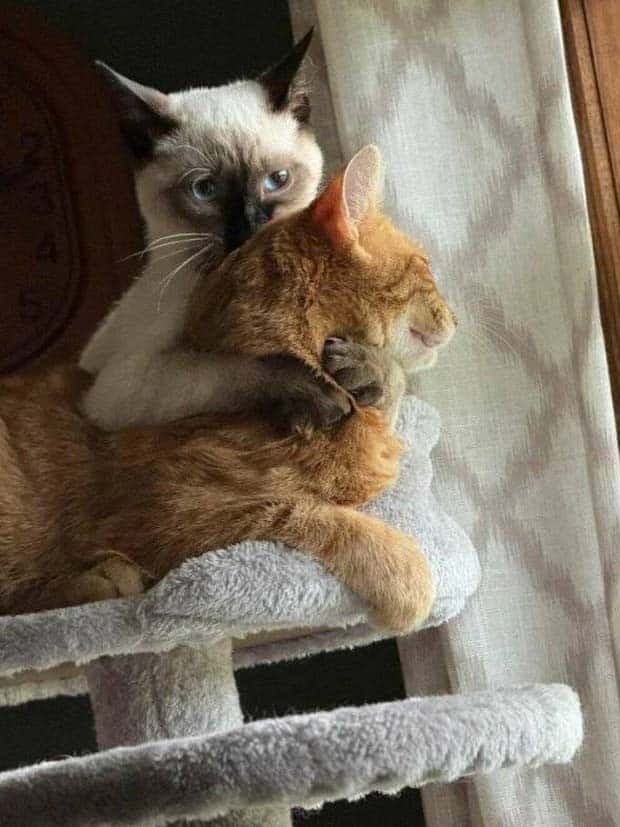 Get Ready for Funny Animals #339 (26 photos)