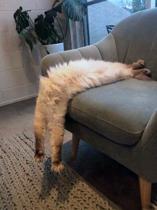 Get Ready for Funny Animals #338 (25 photos)