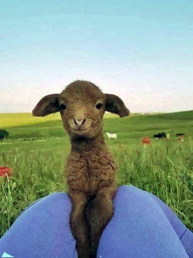 Get Ready for Funny Animals #339 (26 photos)