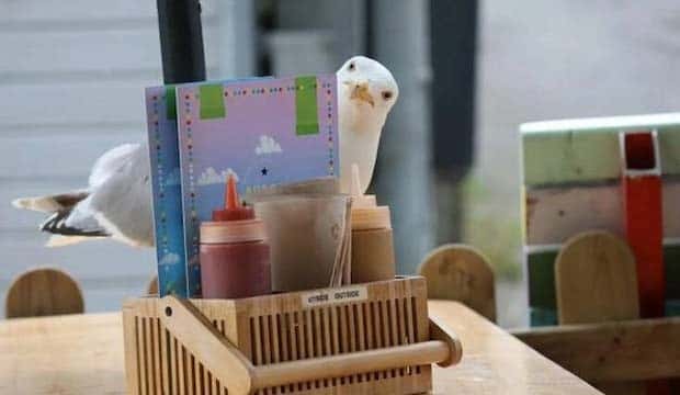 Get Ready for Funny Animals #337 (27 photos)