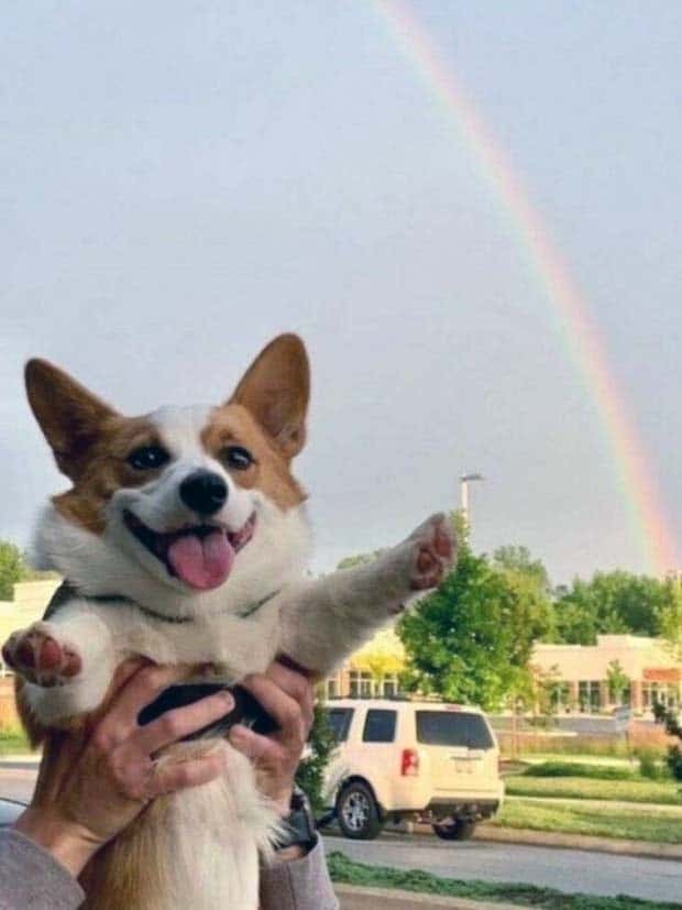 Get Ready for Funny Animals #339 (26 photos)