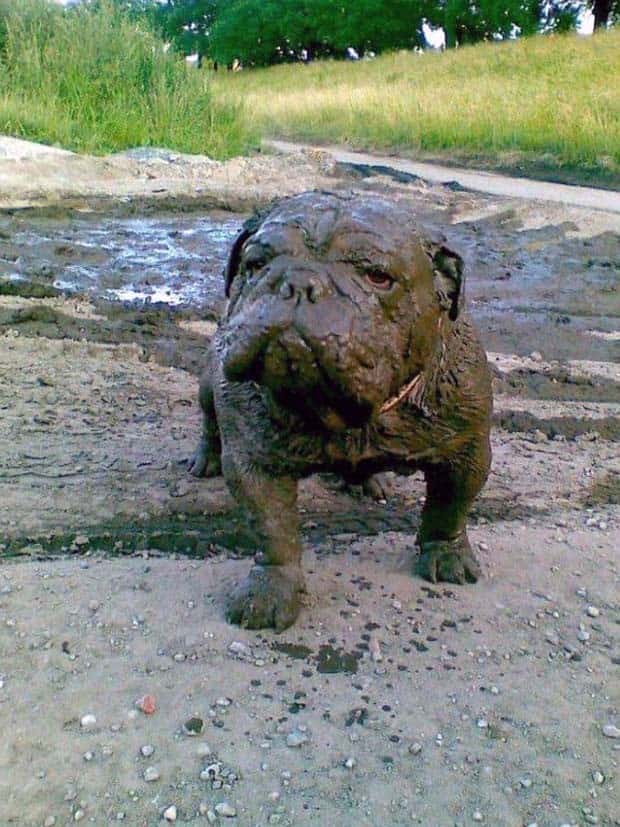 Get Ready for Funny Animals #338 (25 photos)