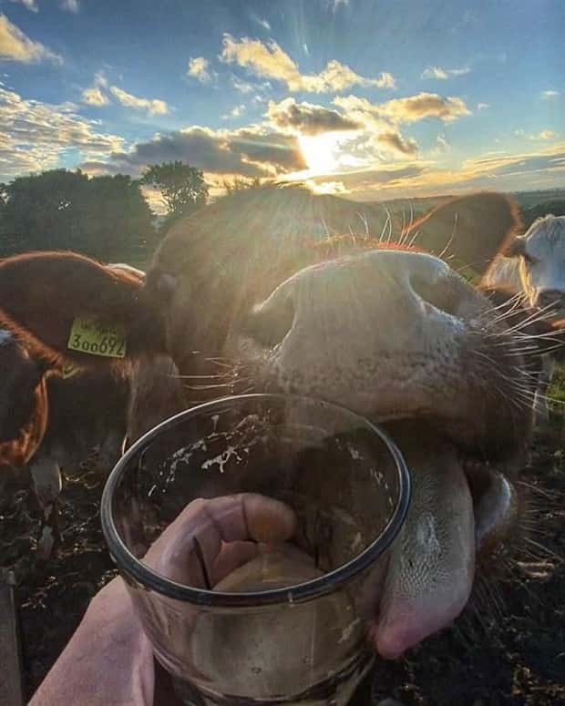 Get Ready for Funny Animals #339 (26 photos)