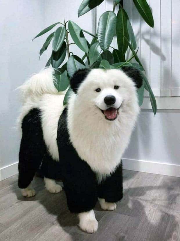 Get Ready for Funny Animals #337 (27 photos)