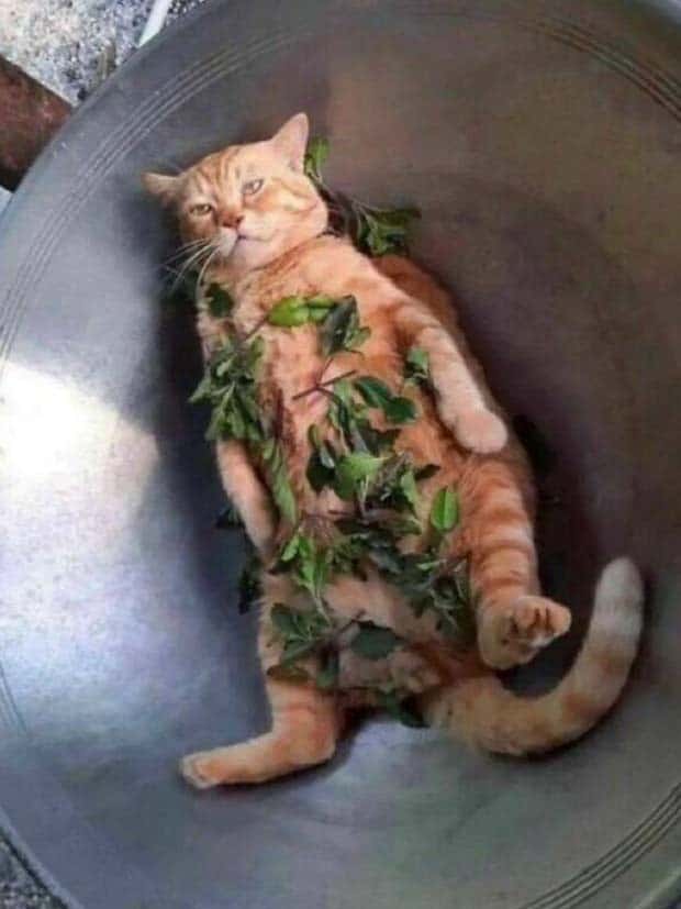 Get Ready for Funny Animals #339 (26 photos)